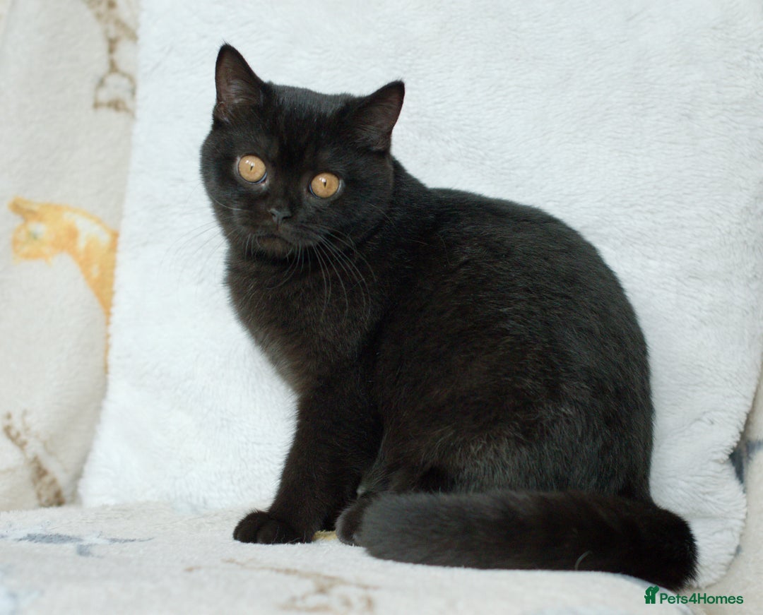 British Shorthair cats for sale: British shorthair kittens 😻😻😻 in High Wycombe - Image 2