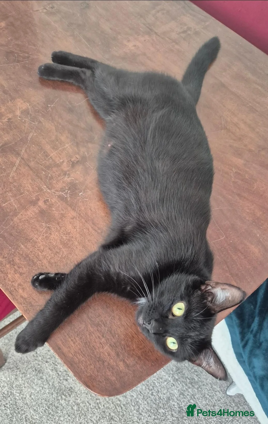 British Shorthair cats for sale: Adorable black and white kittens in Hayling Island - Advert 1