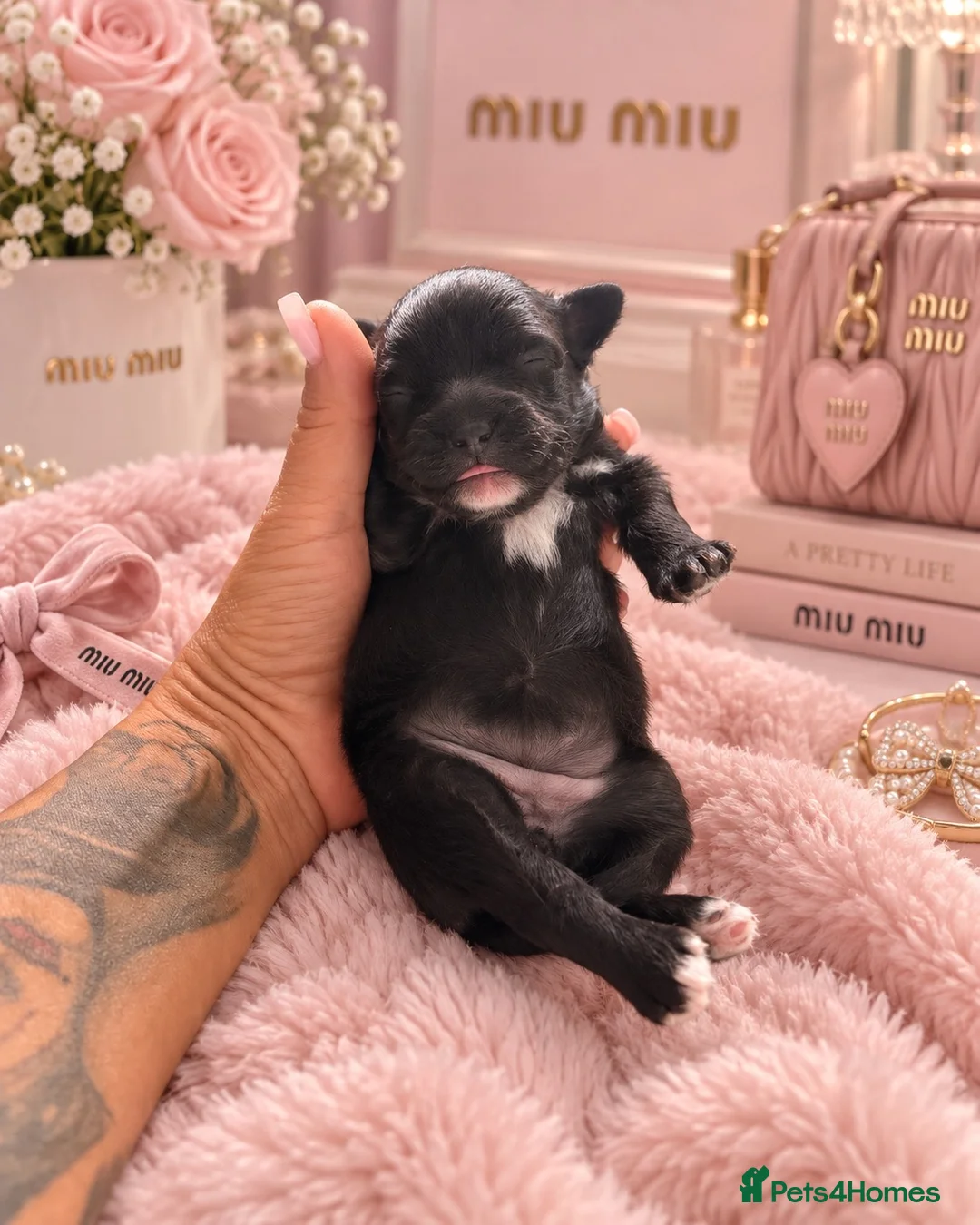 Mixed Breed dogs for sale: Stunning Cavapoo x Pomeranian Puppies in Nottingham - Advert 28