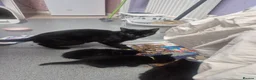 Maine Coon cats for sale: 6 week old beautiful maine coon x kittens for sale - Advert 1