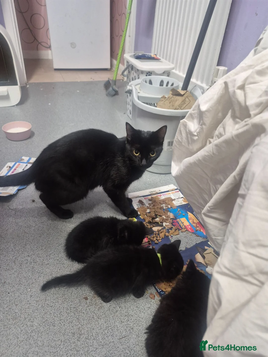 Maine Coon cats for sale: 6 week old beautiful maine coon x kittens for sale - Advert 1