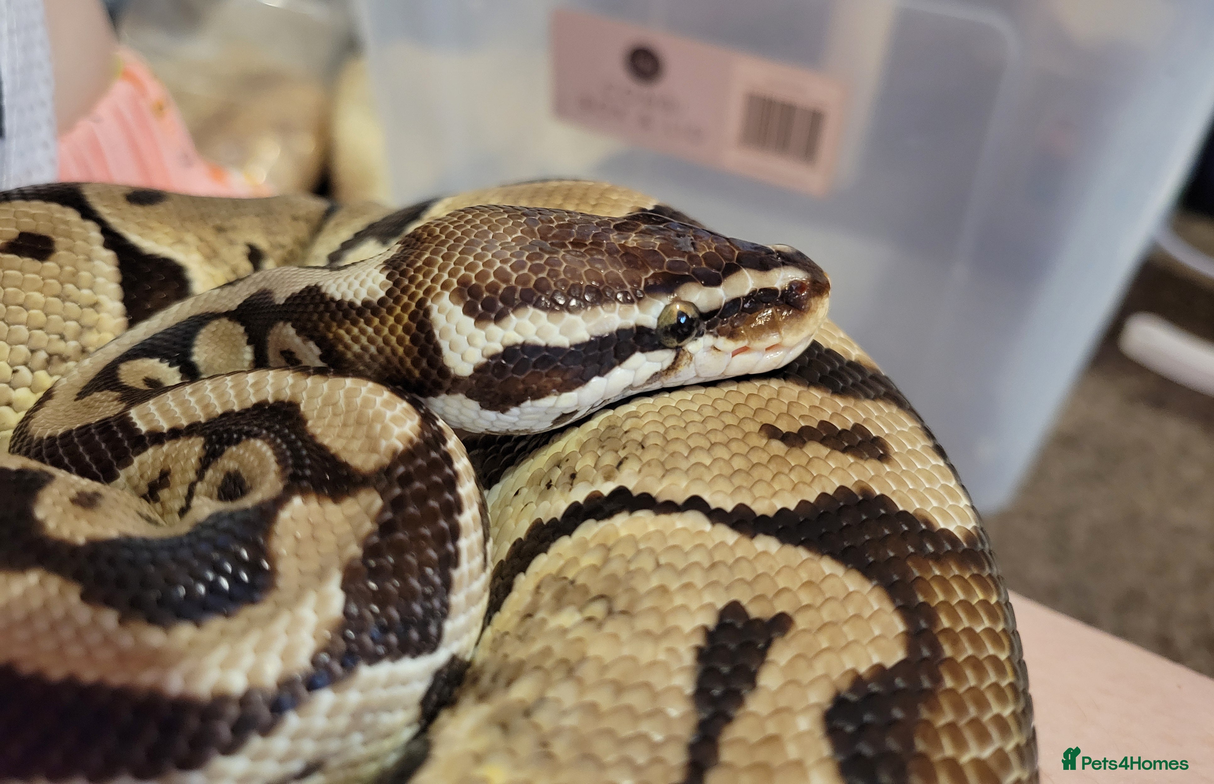 Tarantulas invertebrates Two Royal Python Male and Female - Advert 18