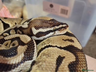 Tarantulas invertebrates Two Royal Python Male and Female - Advert 21