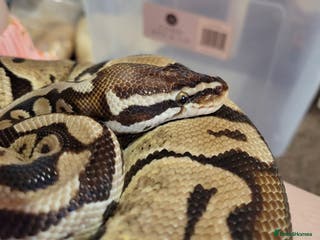 Tarantulas invertebrates Two Royal Python Male and Female - Advert 4