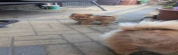 Pomeranian dogs for sale: 2 LEFT!! Purebred Cute fluffy Pomeranian Puppies! in Croydon - Advert 28
