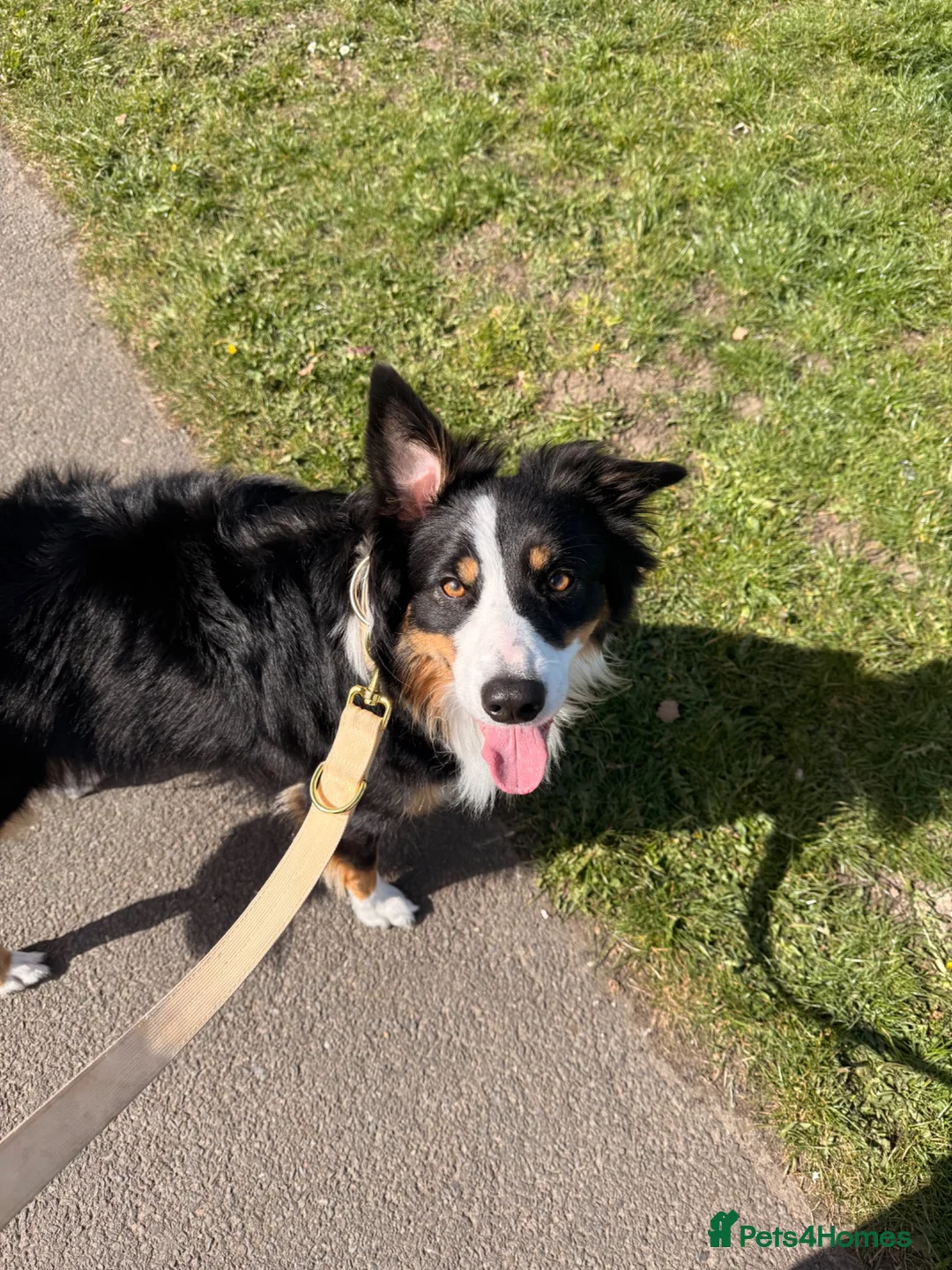 Border Collie dogs for sale: Blue Merle Tri Border Collie Puppies - Advert 2