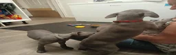 Whippet dogs for sale: (Solid) Blue Whippet KC Registered Puppies - Advert 24