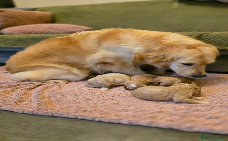 Goldendoodle dogs Goldendoodle🐶 - Advert 5