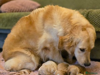 Goldendoodle dogs Goldendoodle🐶 - Advert 15