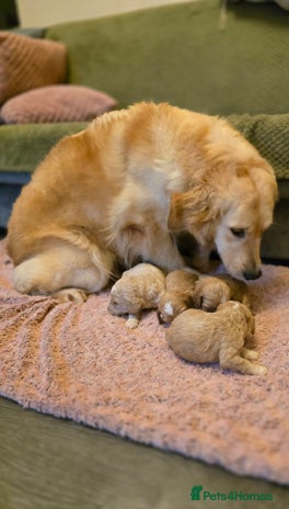 Goldendoodle dogs Goldendoodle🐶 - Advert 5