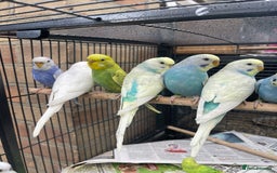 Budgerigars birds for sale: Baby Babies - Image 10