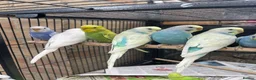 Budgerigars birds for sale: Baby Budgie birds - Advert 10