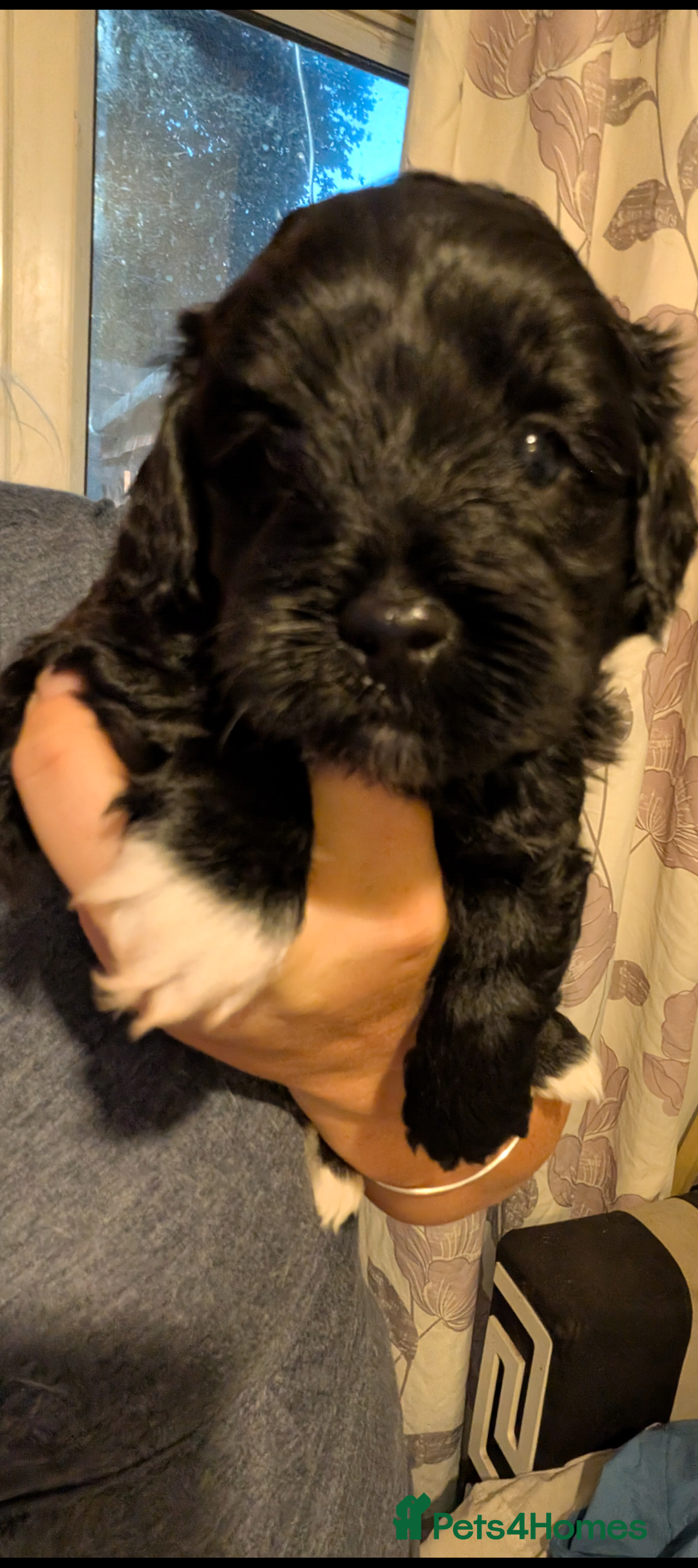 Mixed Breed dogs for sale: Yorkiepoo cockapoo puppies  - Image 3