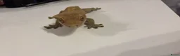Gecko reptiles for sale: Male gecko and viv  - Advert 3