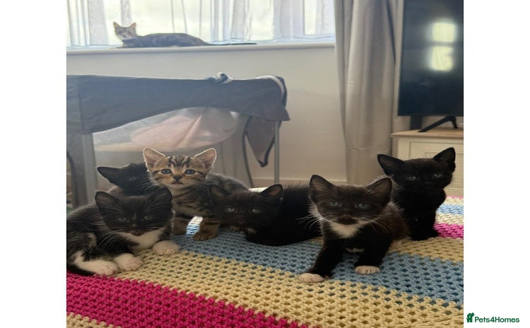 British Shorthair cats - Advert 13