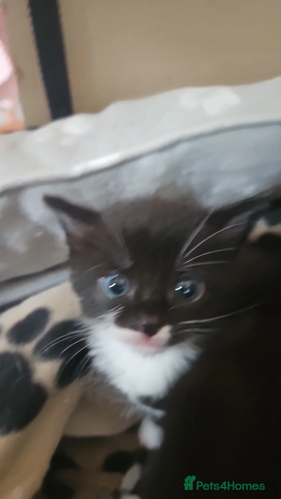 Domestic Shorthair cats for sale: Beutiful kittens available  - Advert 4