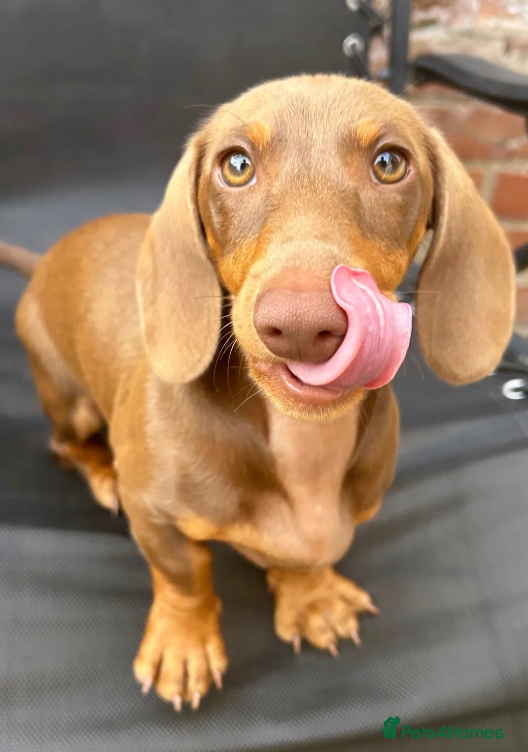 Miniature Dachshund dogs for sale: Miniature Dachshund for Rehoming in Birmingham - Advert 6