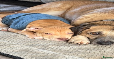 American Bulldog dogs Soppy King is ready for his forever home!  - Advert 4