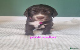 Cocker Spaniel dogs for sale: Beautiful cocker spaniel puppies - Image 13