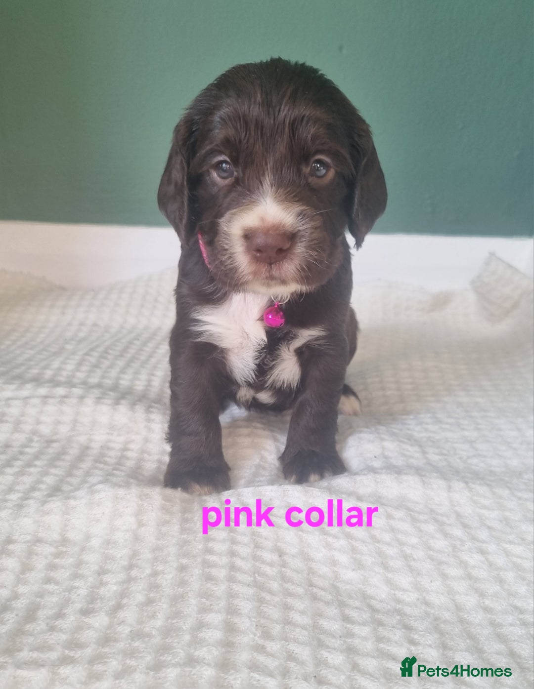 Cocker Spaniel dogs for sale: Beautiful cocker spaniel puppies - Image 13