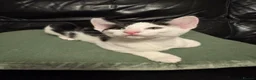Mixed Breed cats for sale: Peterbald x Kittens in Dalkeith - Advert 13