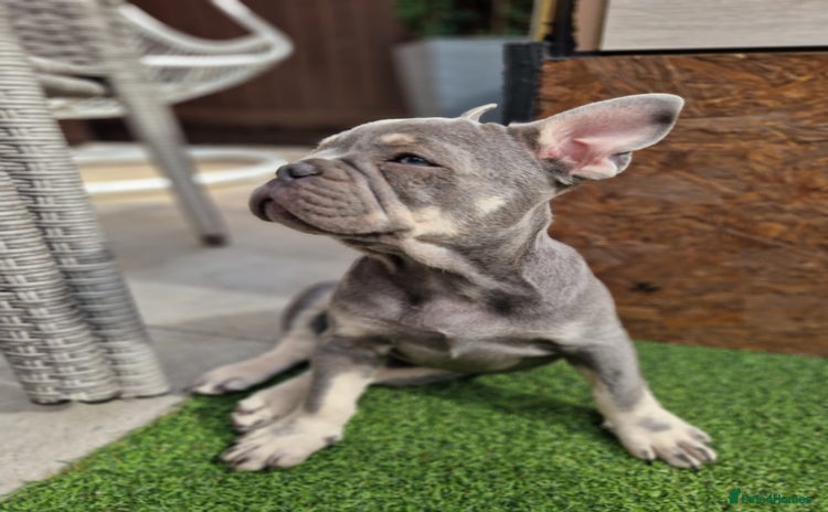 French Bulldog dogs - Advert 2
