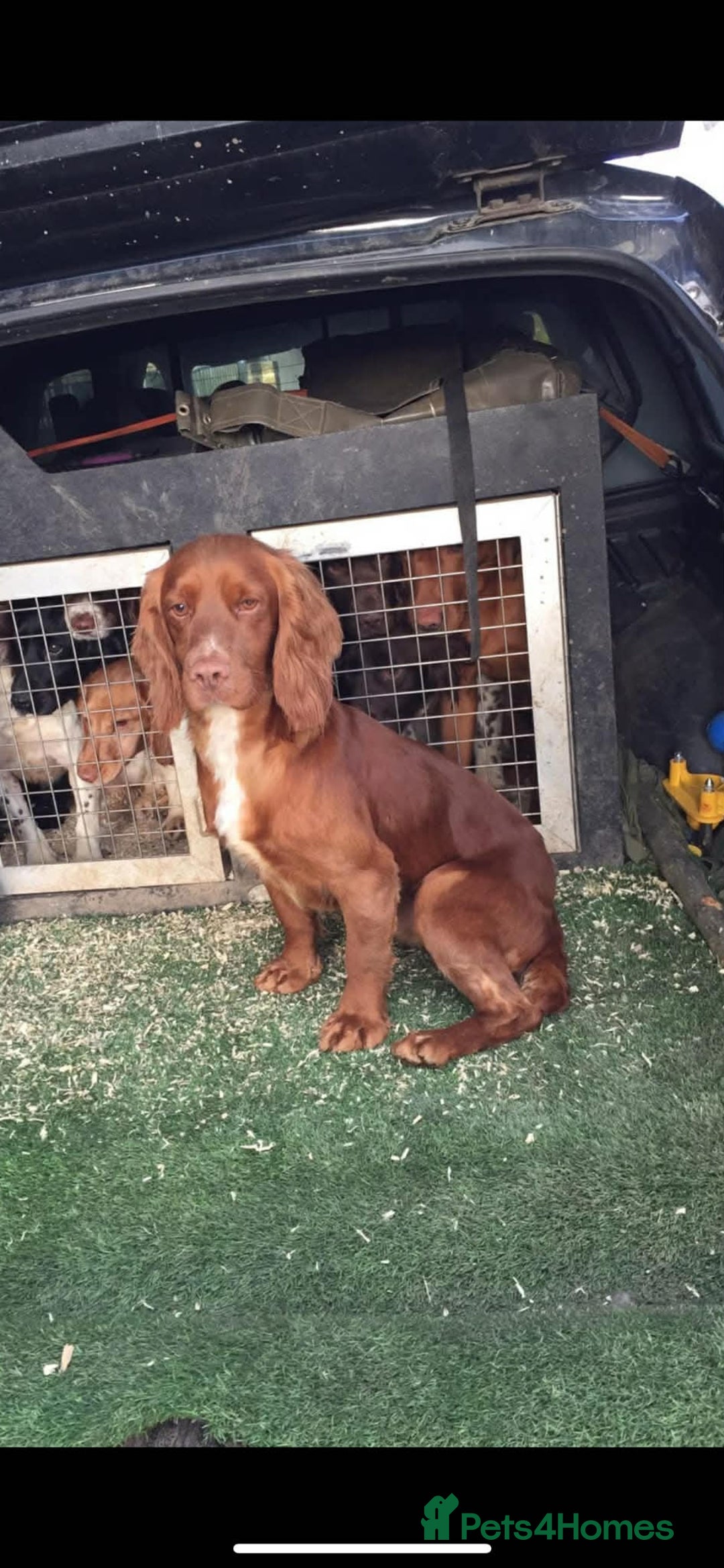 Cocker Spaniel dogs for sale: Working Cocker pups  - Advert 7