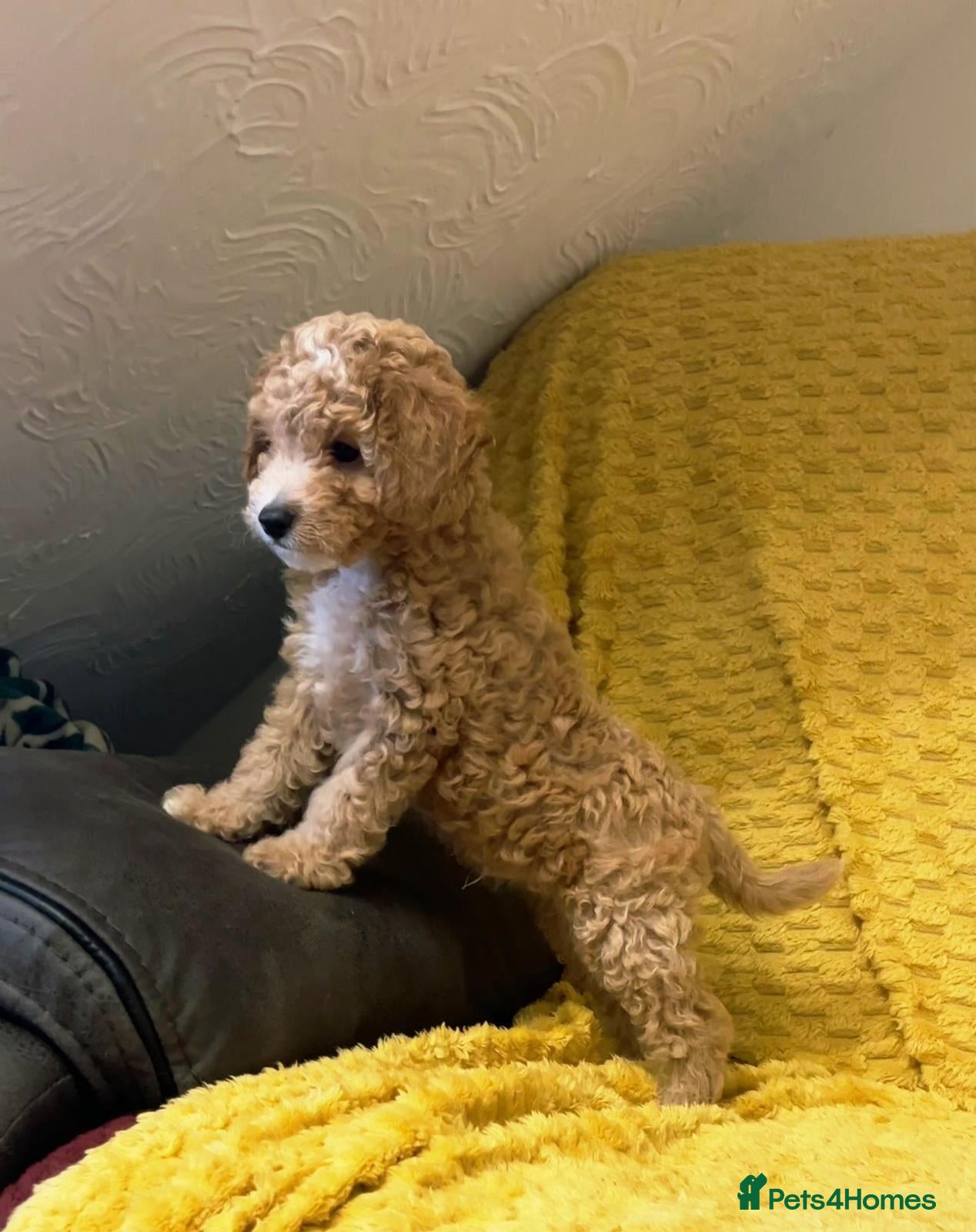 Cavapoochon dogs for sale: ONLY 1 LEFT Beautiful Cavapoochon Puppies - Advert 7