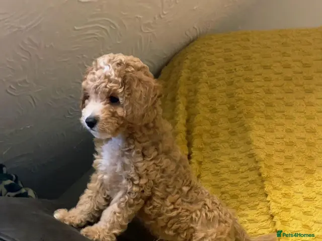 Cavapoochon dogs for sale: ONLY 1 LEFT Beautiful Cavapoochon Puppies - Advert 7