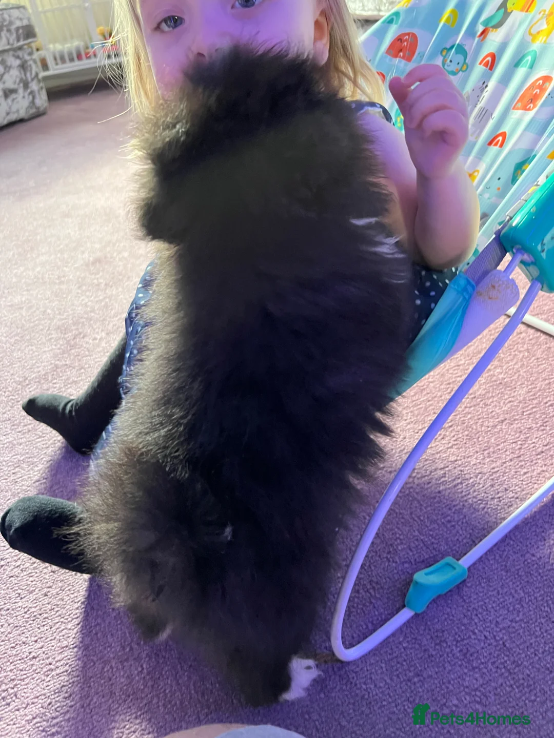 Pomeranian dogs for sale: Beautiful doggy - Advert 7