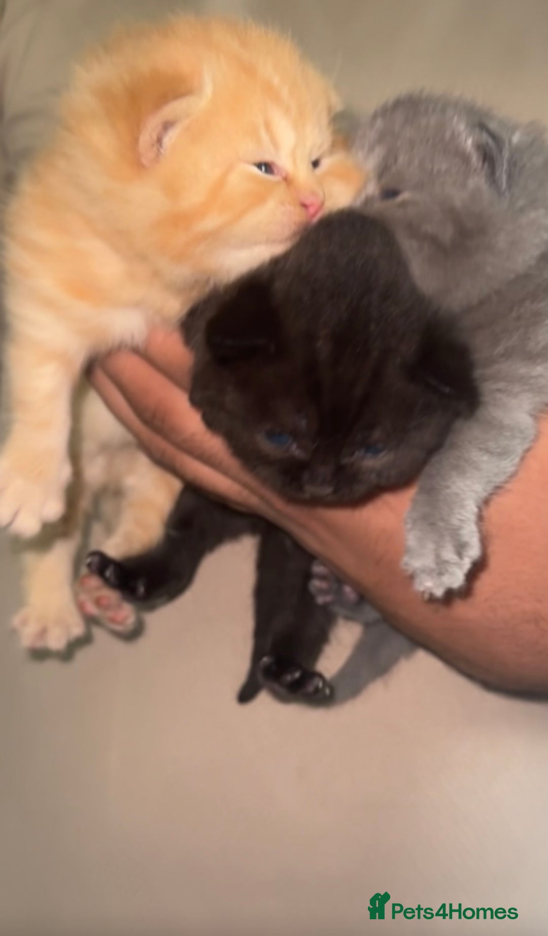 British Shorthair cats for sale: British Short Hair Kittens - Image 2