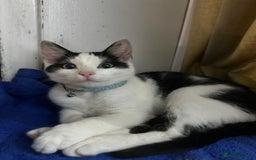 Domestic Shorthair cats for sale: Kitten black and white - Image 3