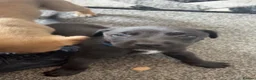 Lurcher dogs for sale: Bull cross lurcher pups  in Carluke - Advert 9