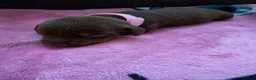 Dachshund dogs for sale: Miniature dachshund puppies  - Advert 7