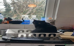 Bombay cats for sale: Shadow - Bombay - Image 1
