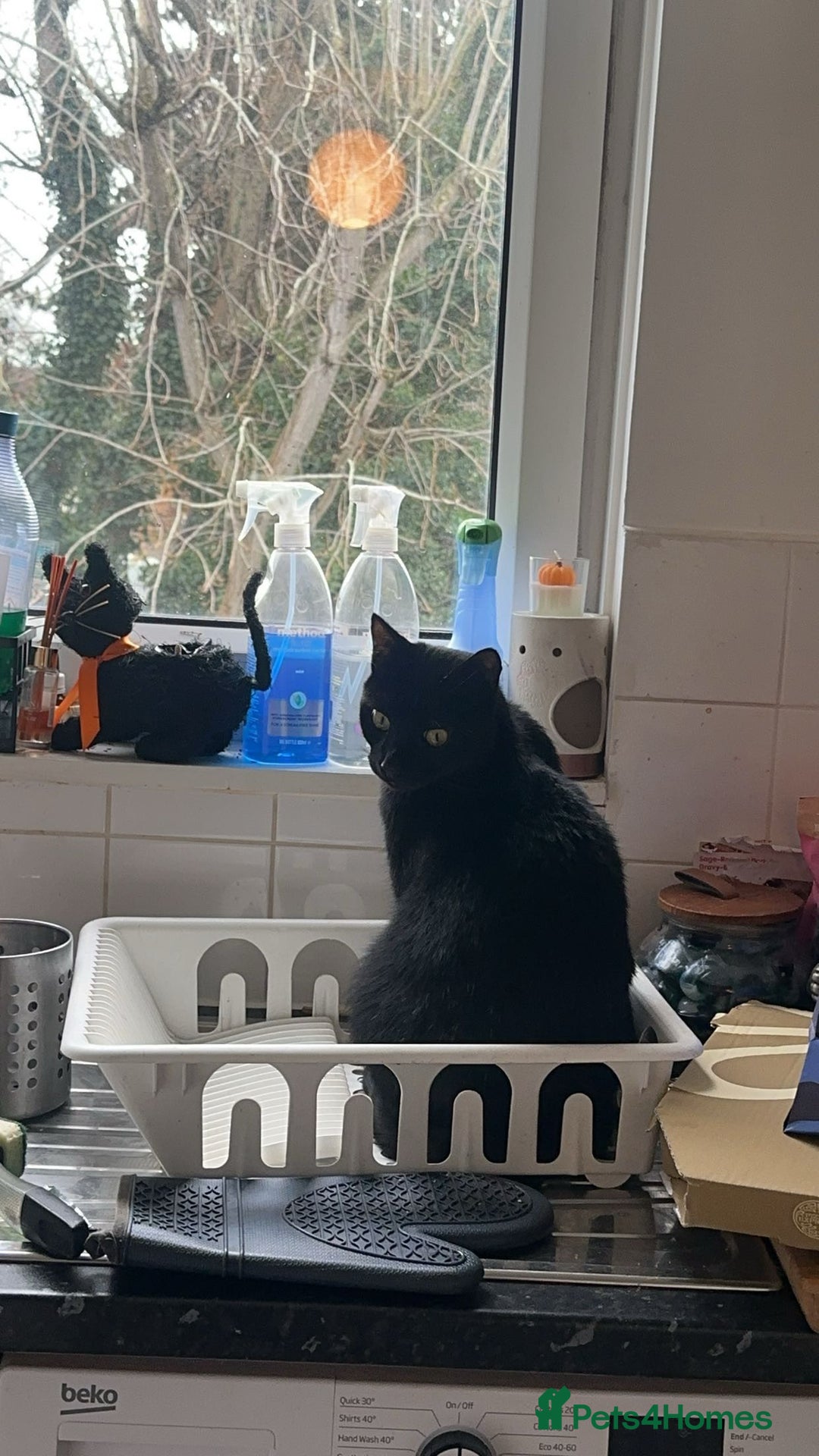 Bombay cats for sale: Shadow - Bombay - Image 1