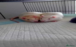 Rat rodents for sale: Pets rats for sale  - Image 2