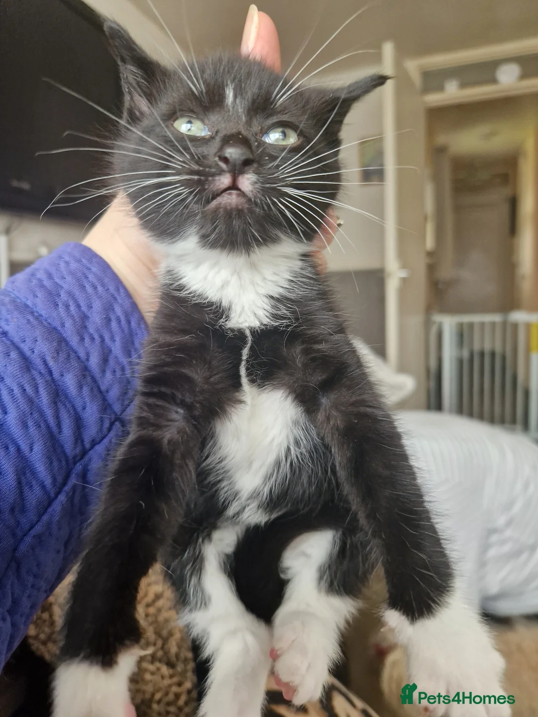 Domestic Shorthair cats for sale: 3 kittens - Advert 2