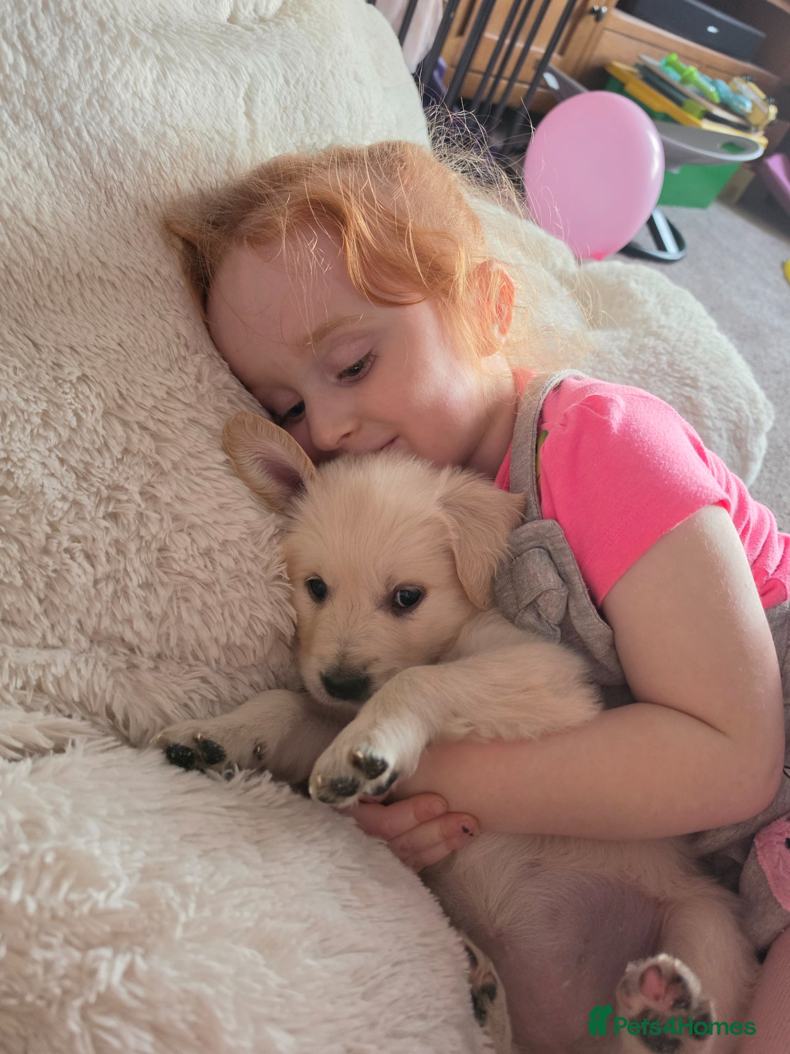 Golden Retriever dogs KC Puppies cream & gold - Advert 15