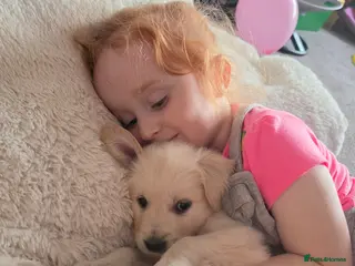 Golden Retriever dogs KC Puppies cream & gold - Advert 17