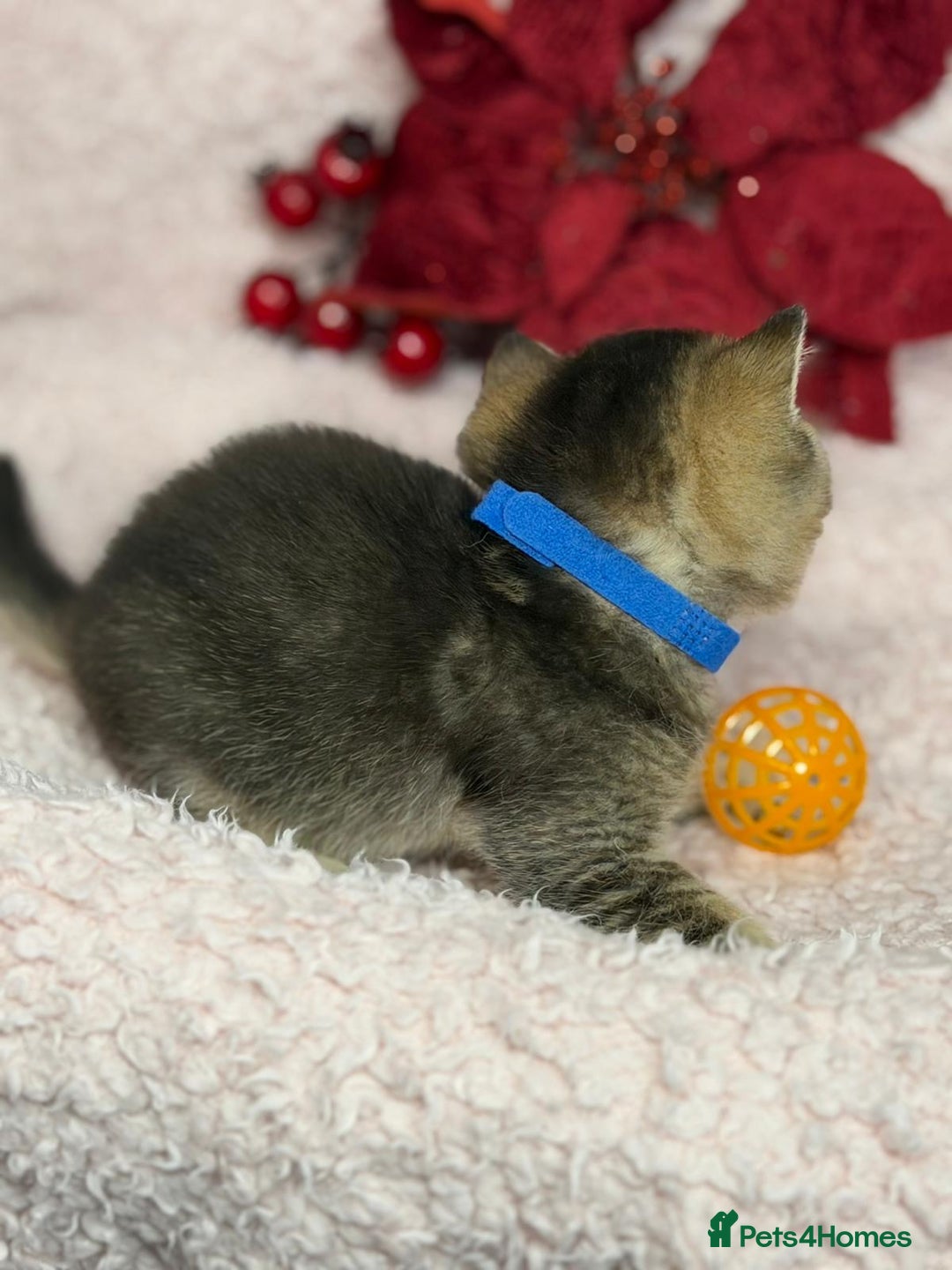 British Shorthair cats for sale: ⭐️Stunning BSH kittens GCCF registered ⭐️ - Advert 7