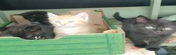 Mixed Breed cats for sale: Mixed breed kittens in Bristol - Advert 8