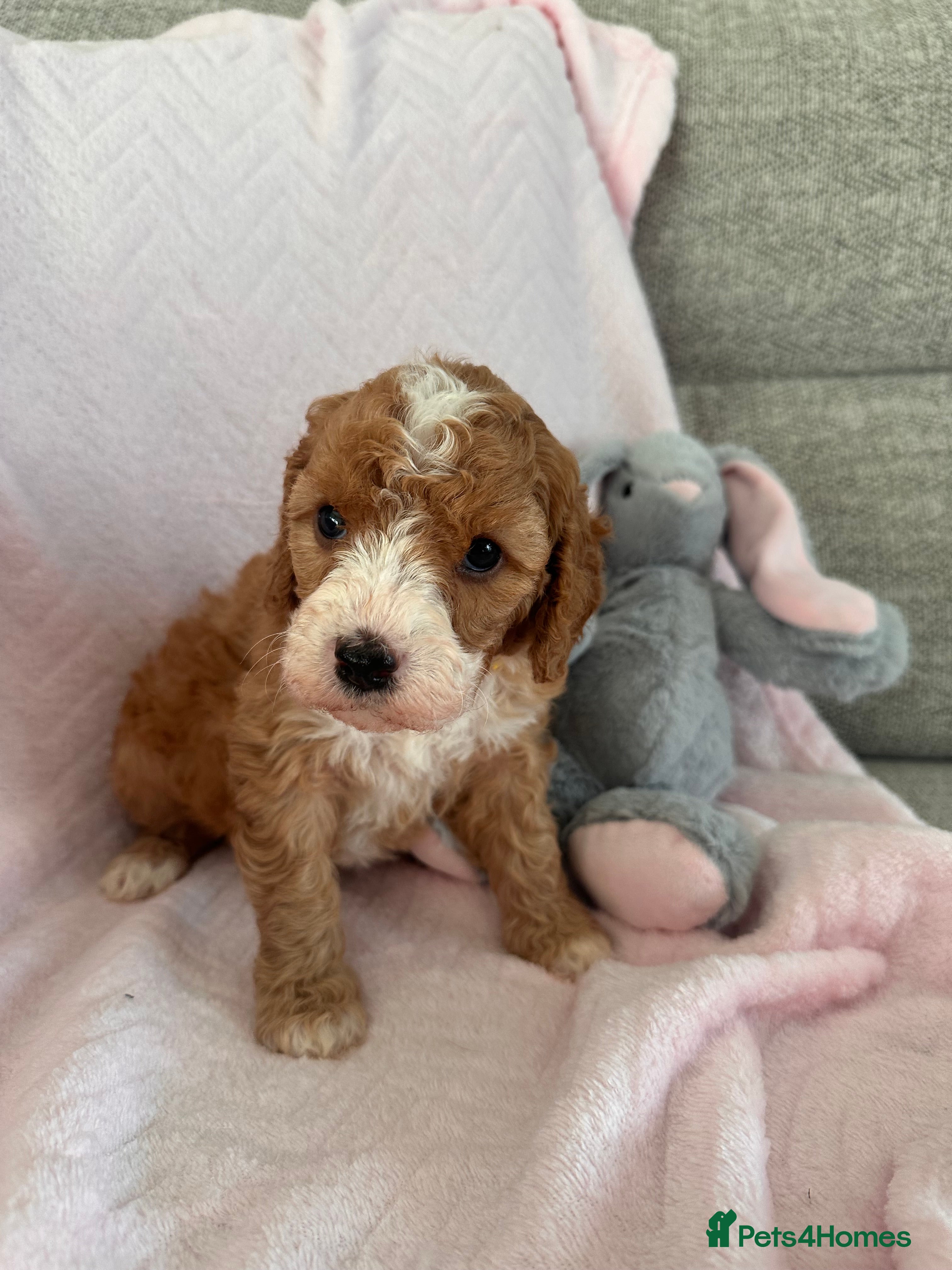 Cavapoo dogs Stunning F1b Cavapoos - Advert 4