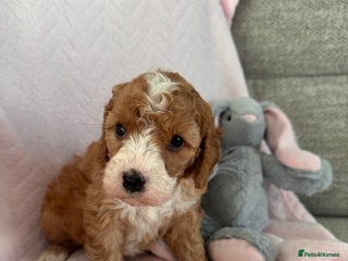 Cavapoo dogs Stunning F1b Cavapoos - Advert 4