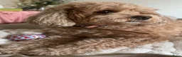 Cavapoo dogs for sale: Cavapoo F1B Beautiful puppies Due 20th June  - Advert 12