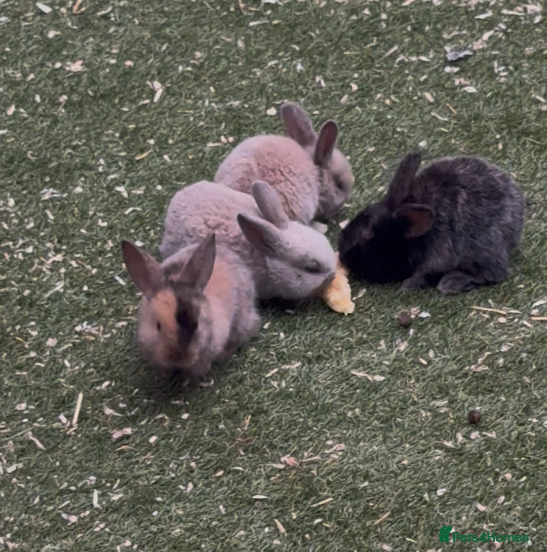 Dwarf Lop rabbits for sale: Rabbits for sale  - Image 2