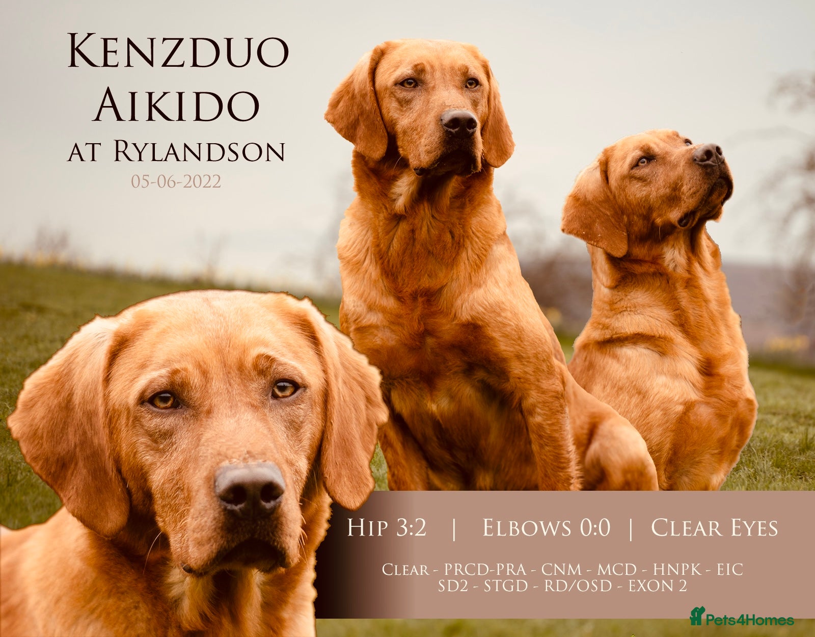 Labrador Retriever dogs Dark Fox Red Stud Dog - Fully Health Tested in Corwen - Advert 1