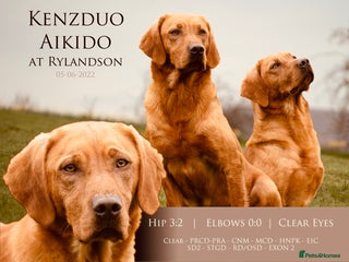 Labrador Retriever dogs in Corwen - Advert 8
