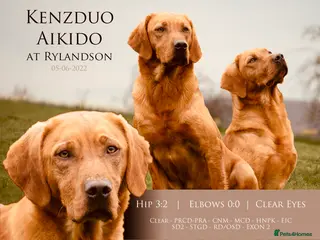 Labrador Retriever dogs Dark Fox Red Stud Dog - Fully Health Tested in Corwen - Advert 21