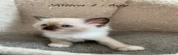 Ragdoll cats for sale: 🐾  Adorable Ragdoll Kittens 🐾 - Advert 9